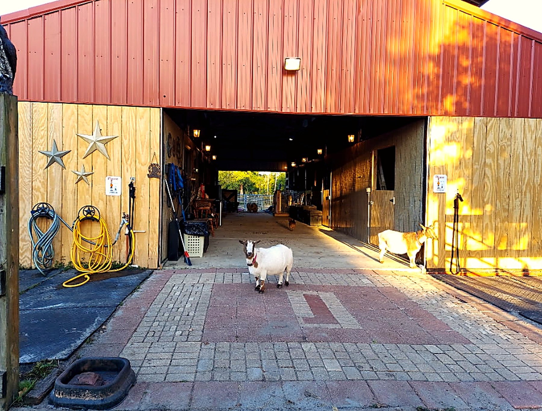 A peaceful view into the sanctuary barn at golden hour