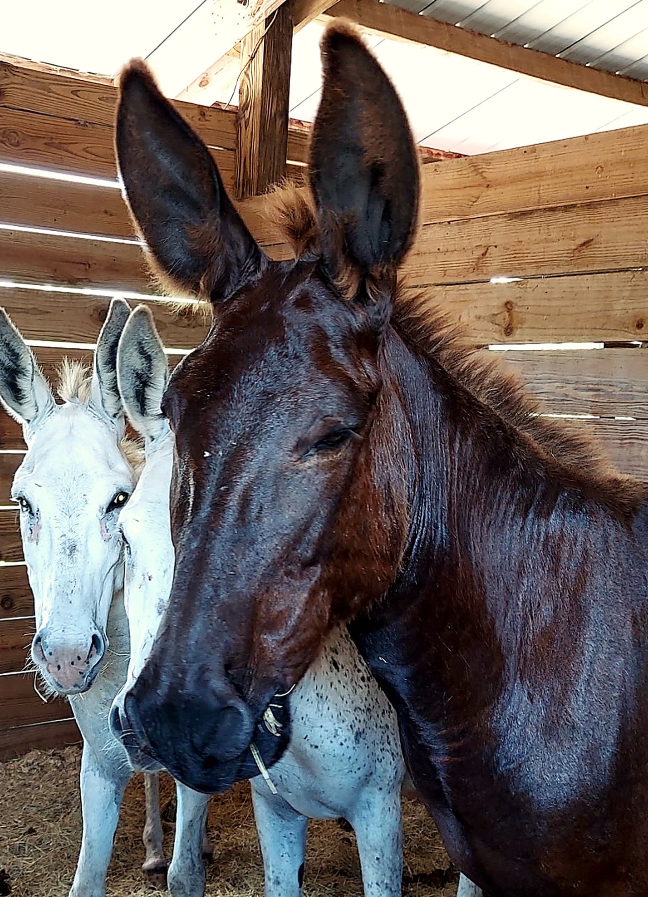 Two donkeys standing together inside the barn