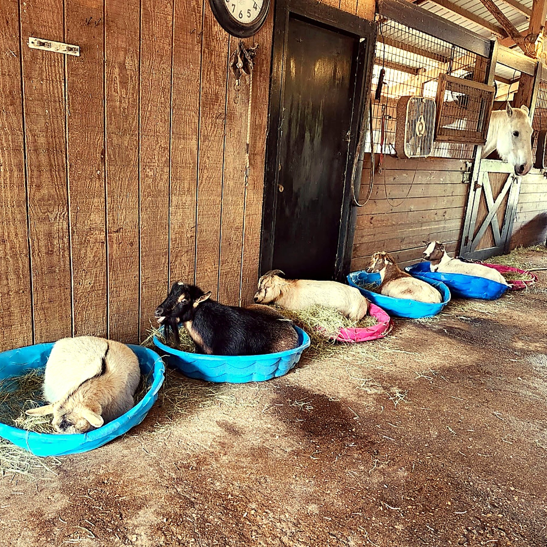 Animal feeding dishes lined up inside the barn