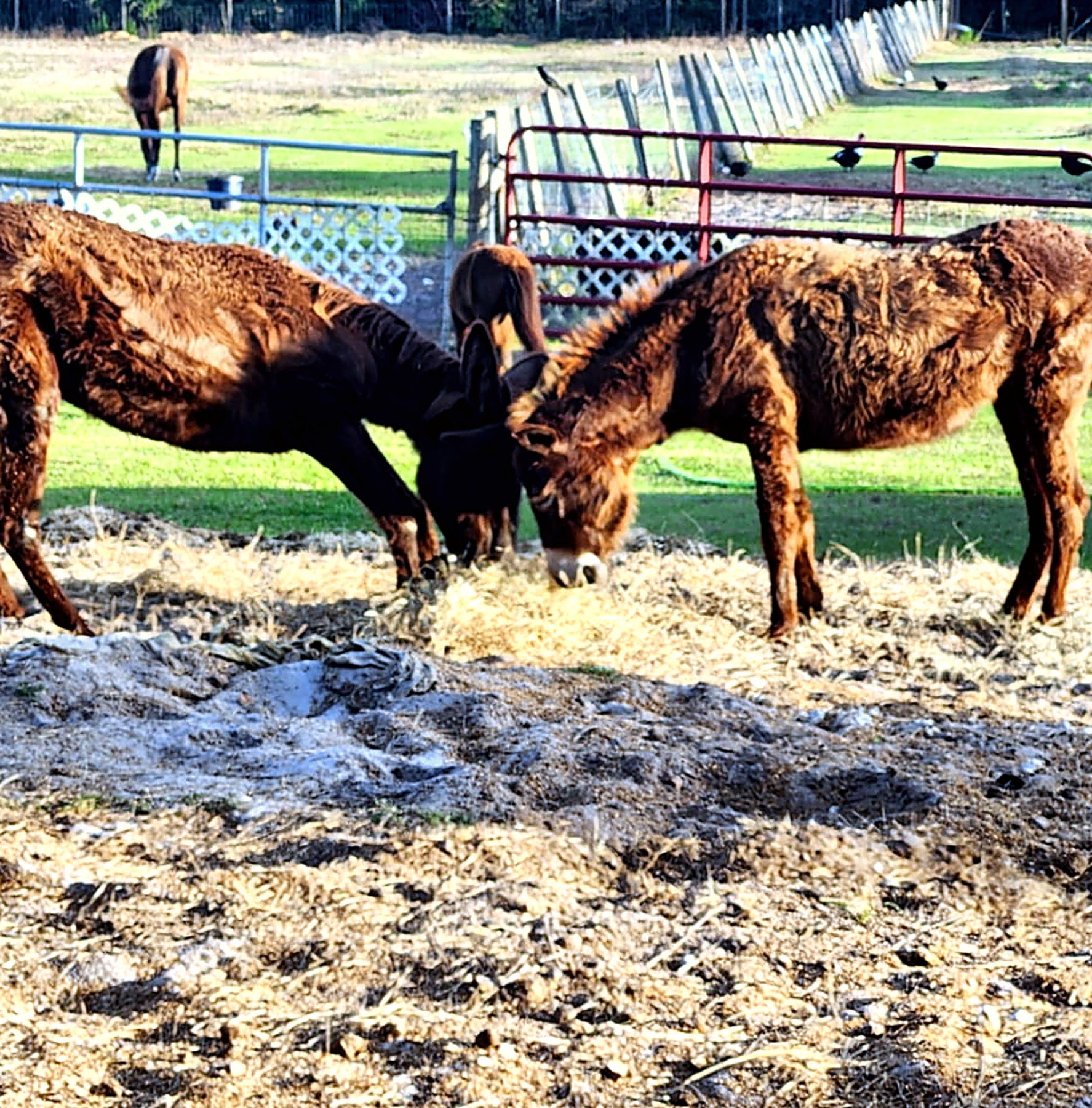 Cows resting together near a paddock fence