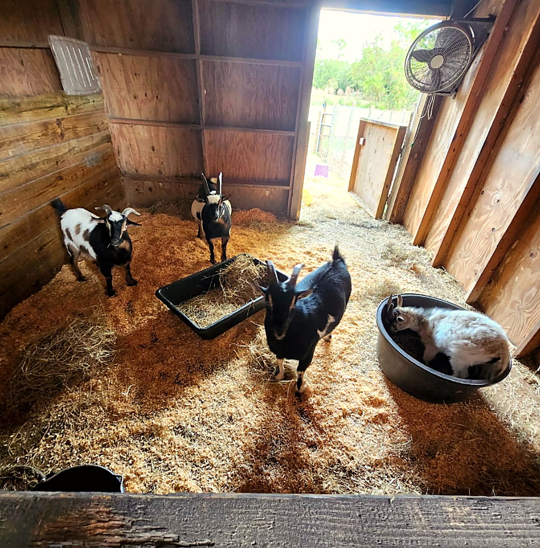Goats resting in a clean stall with straw bedding