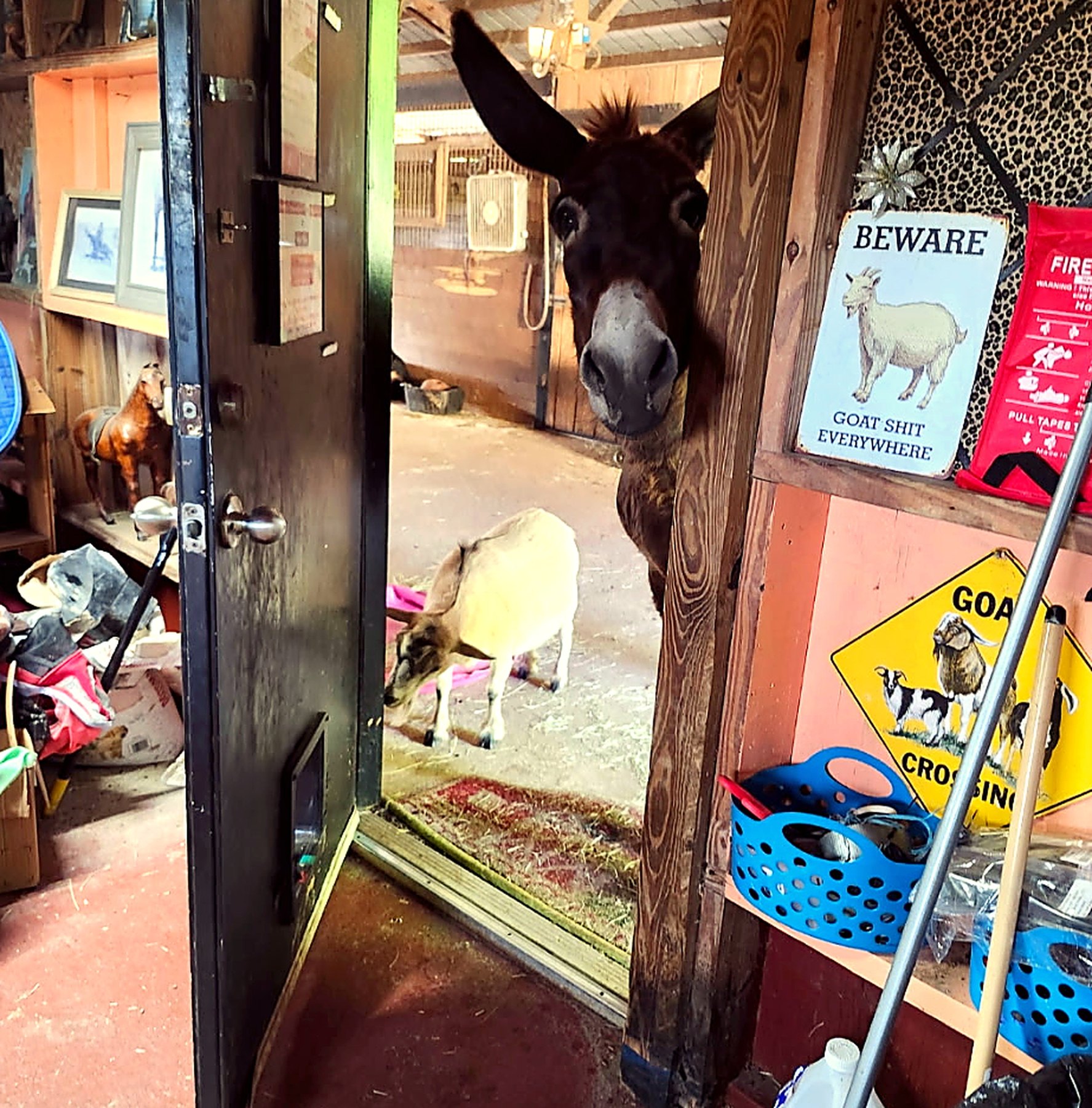 A donkey peeking through a barn doorway