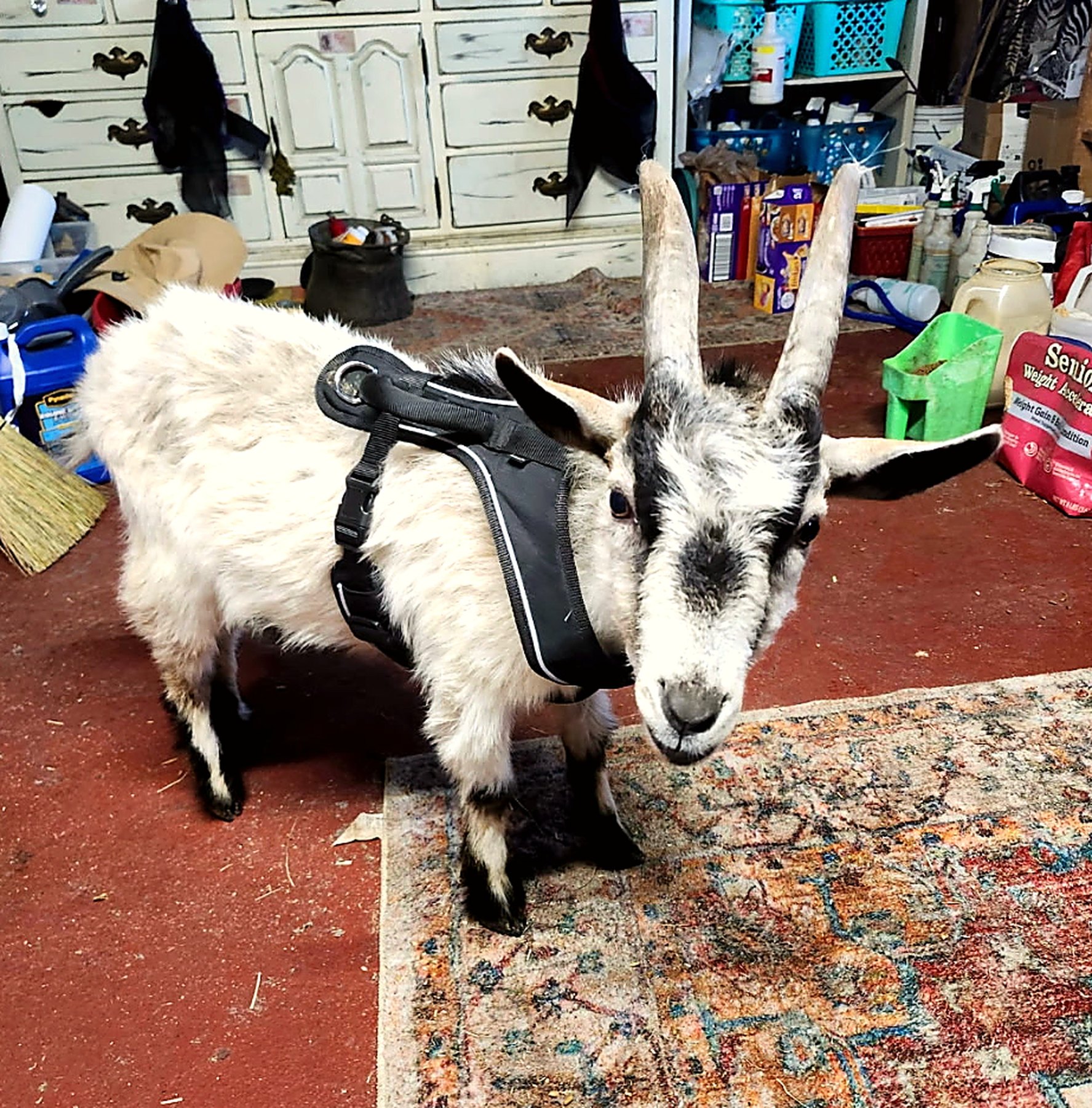A goat standing indoors and looking toward the camera