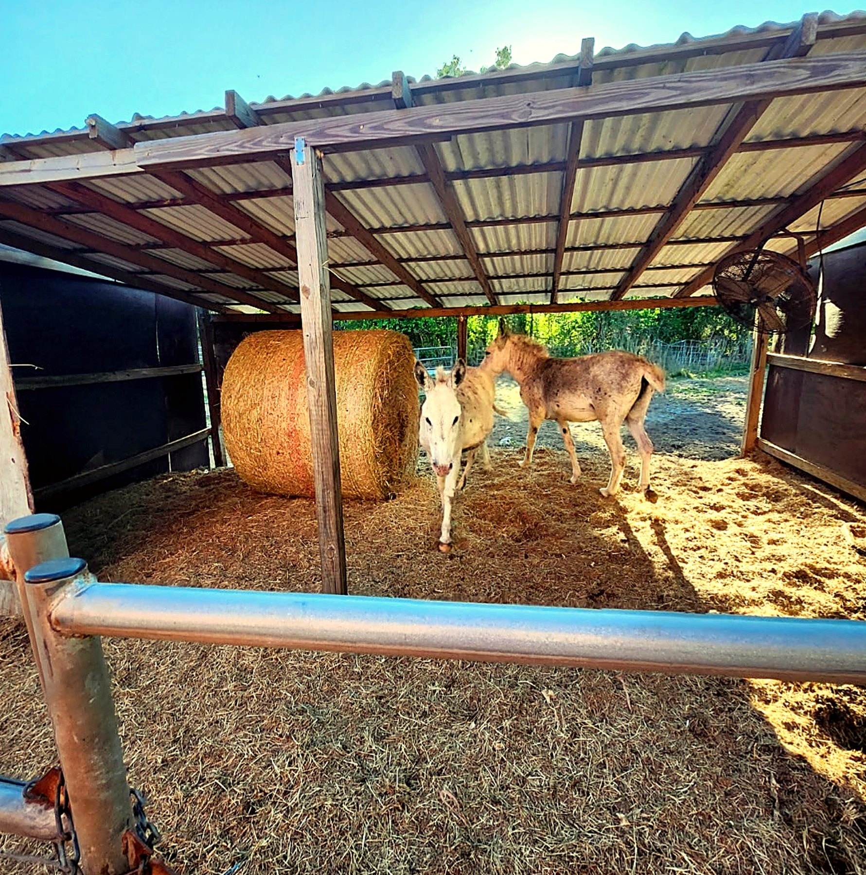 A donkey standing safely under a shaded shelter