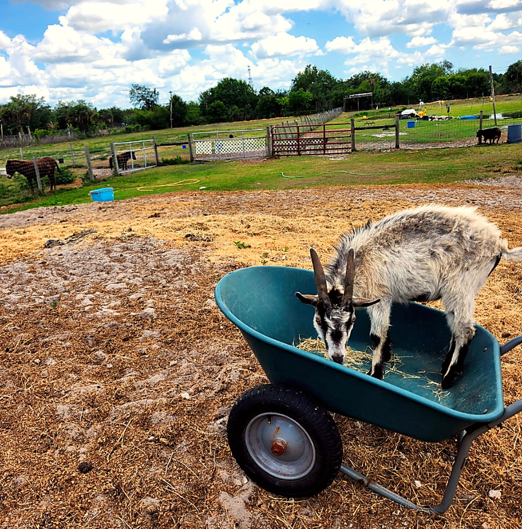 A small donkey standing in a wheelbarrow in the paddock