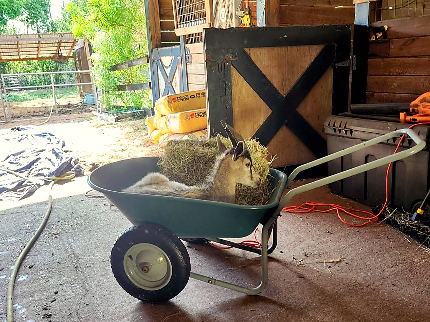 A small donkey resting inside a wheelbarrow in the barn