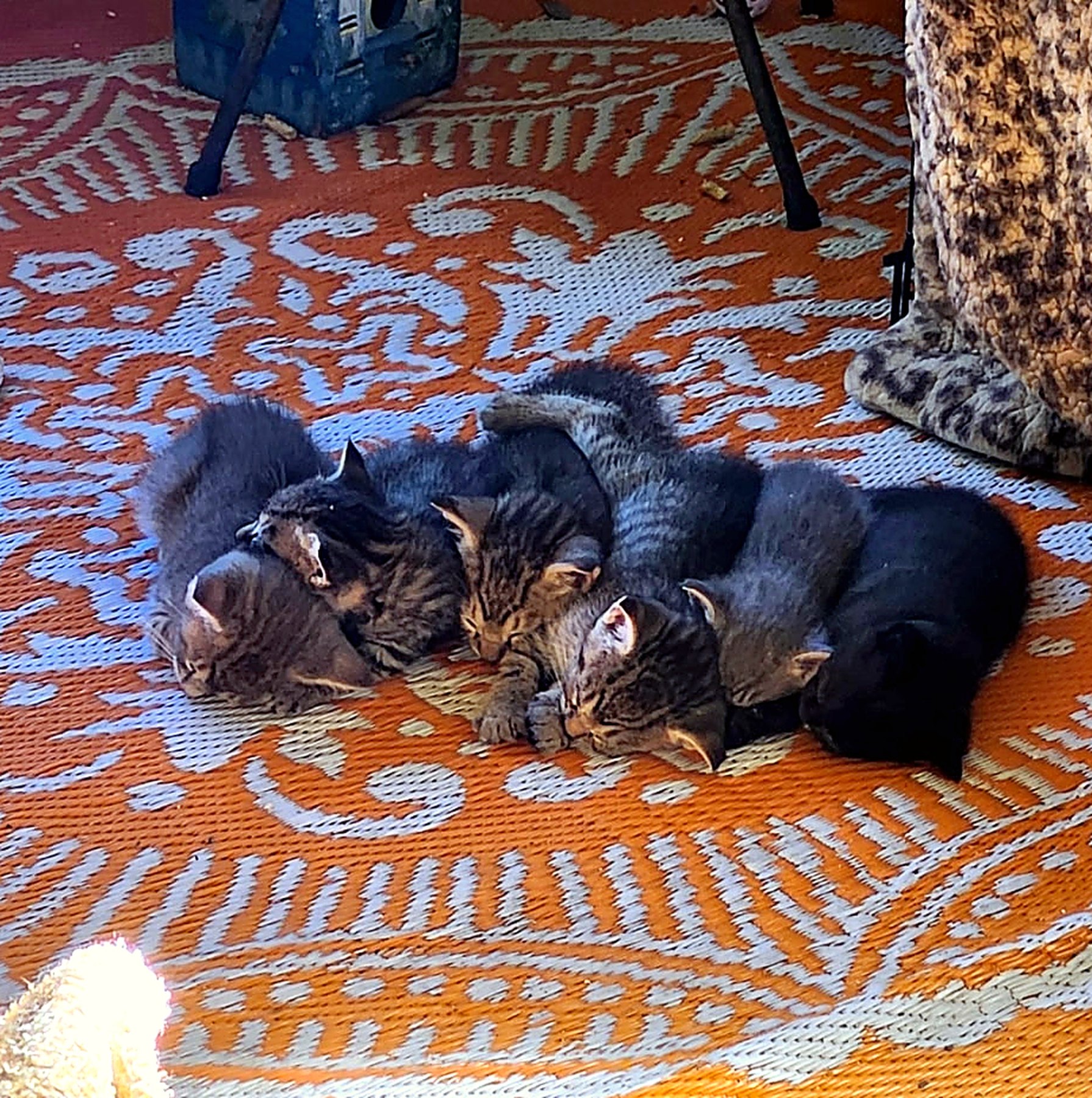 Small kittens resting together on a patterned rug