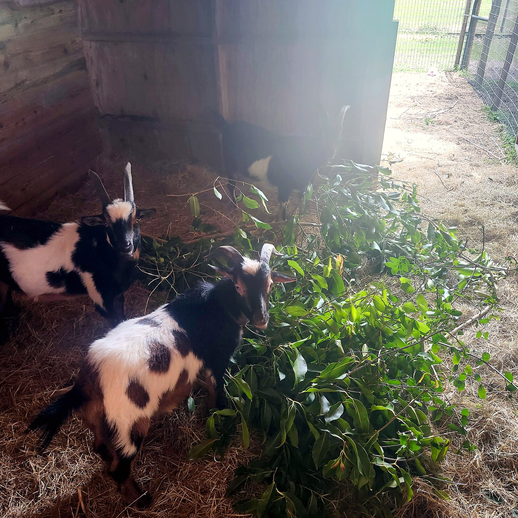 Goats eating fresh greenery together