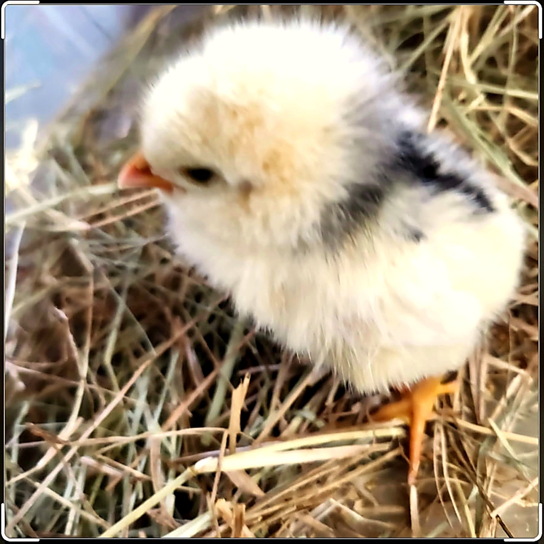 A small chick nestled safely in straw