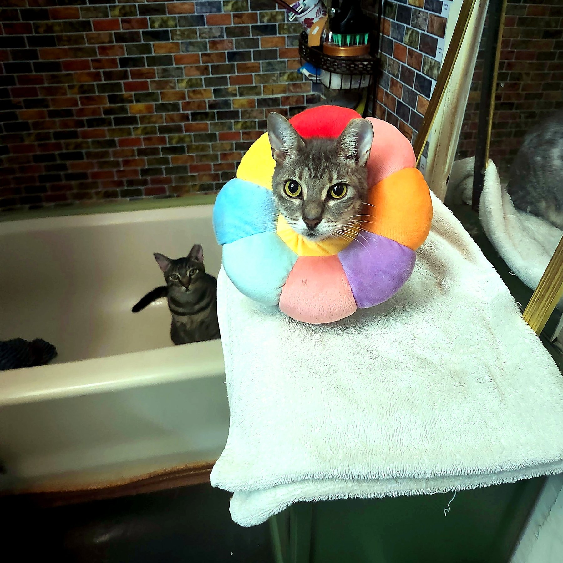 A cat resting on a towel after receiving gentle care