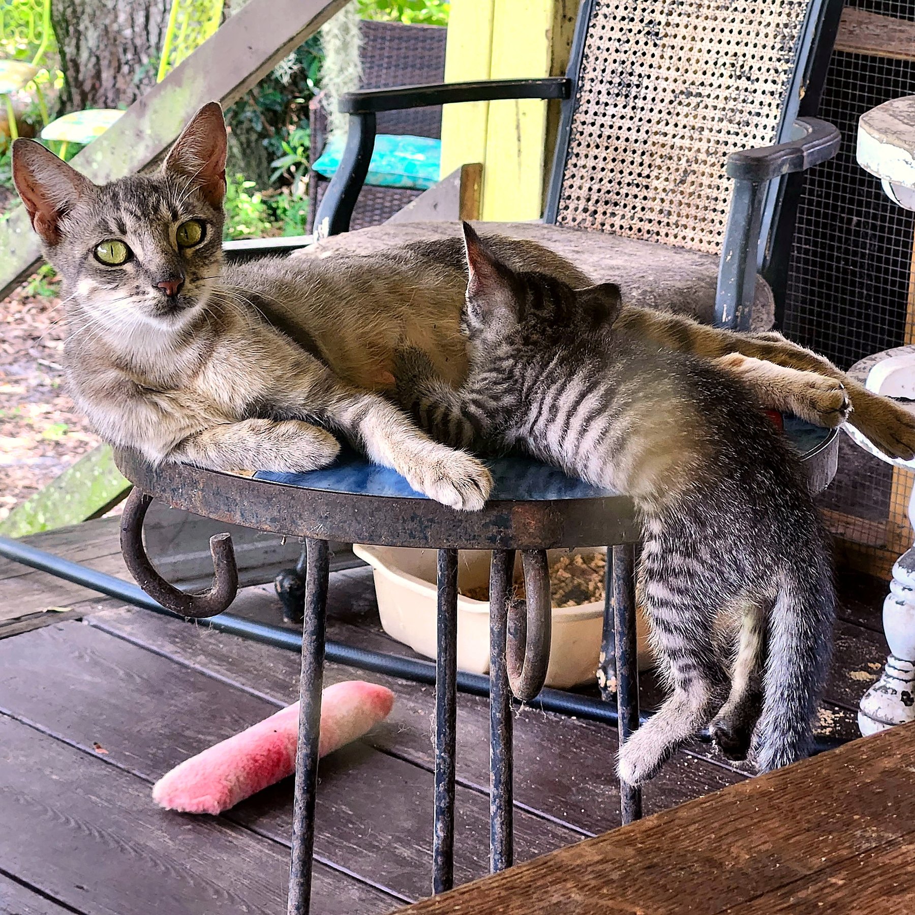 Cats relaxing together on a porch chair