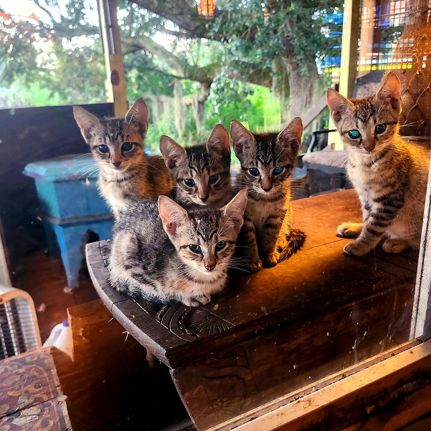 A group of cats gathered together on a wooden table